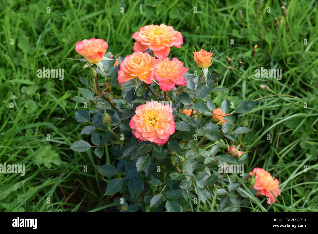 Pink and orange roses in an Irish Country garden during the Summer Stock Photo