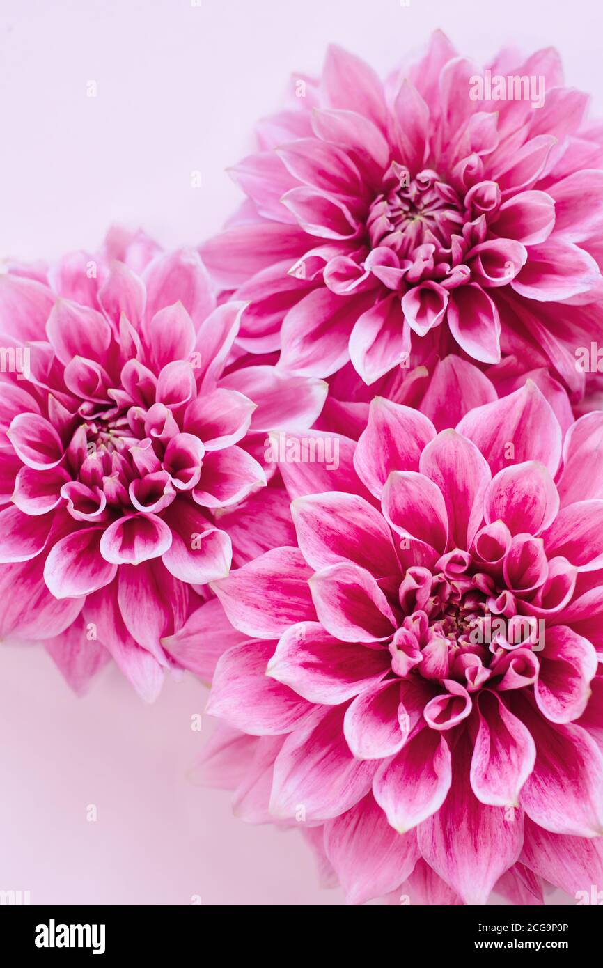 Amazing Dahlia Flowers On A Pink Pastel Background Floral Background Or Wallpaper Flat Lay Stock Photo Alamy
