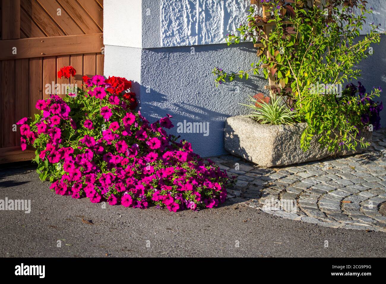 Purple flowers in front of a house Stock Photo - Alamy