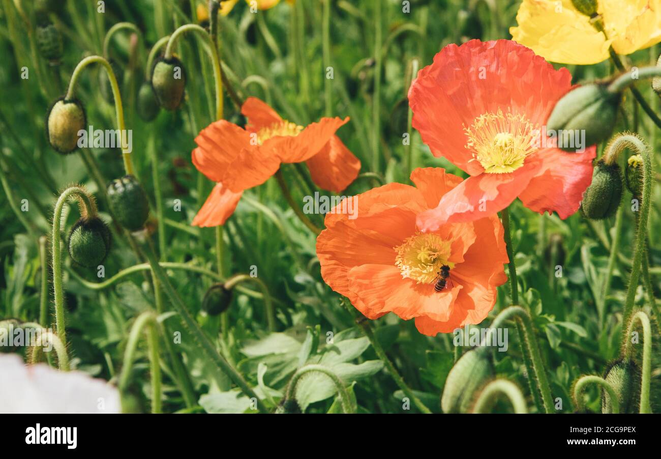 Corn poppy flower close-up Stock Photo