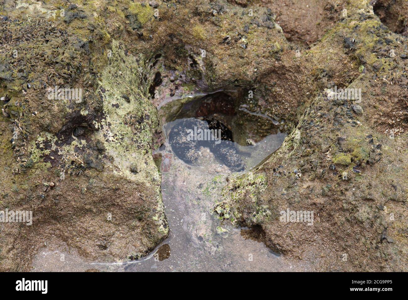 A sea cucumber and mussels on the sandy beach at Ma'alaea Bay at low