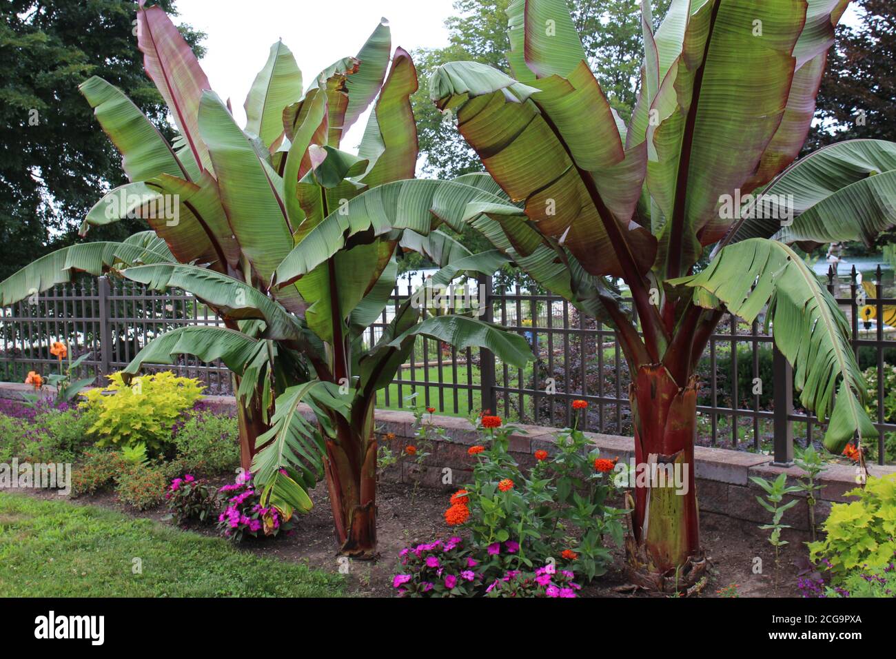 Three Red Leaf Abyssinian Banana trees, orange Zinnias, pink Impatiens and light green Coleus planted along the edge of a brick and metal fence Stock Photo
