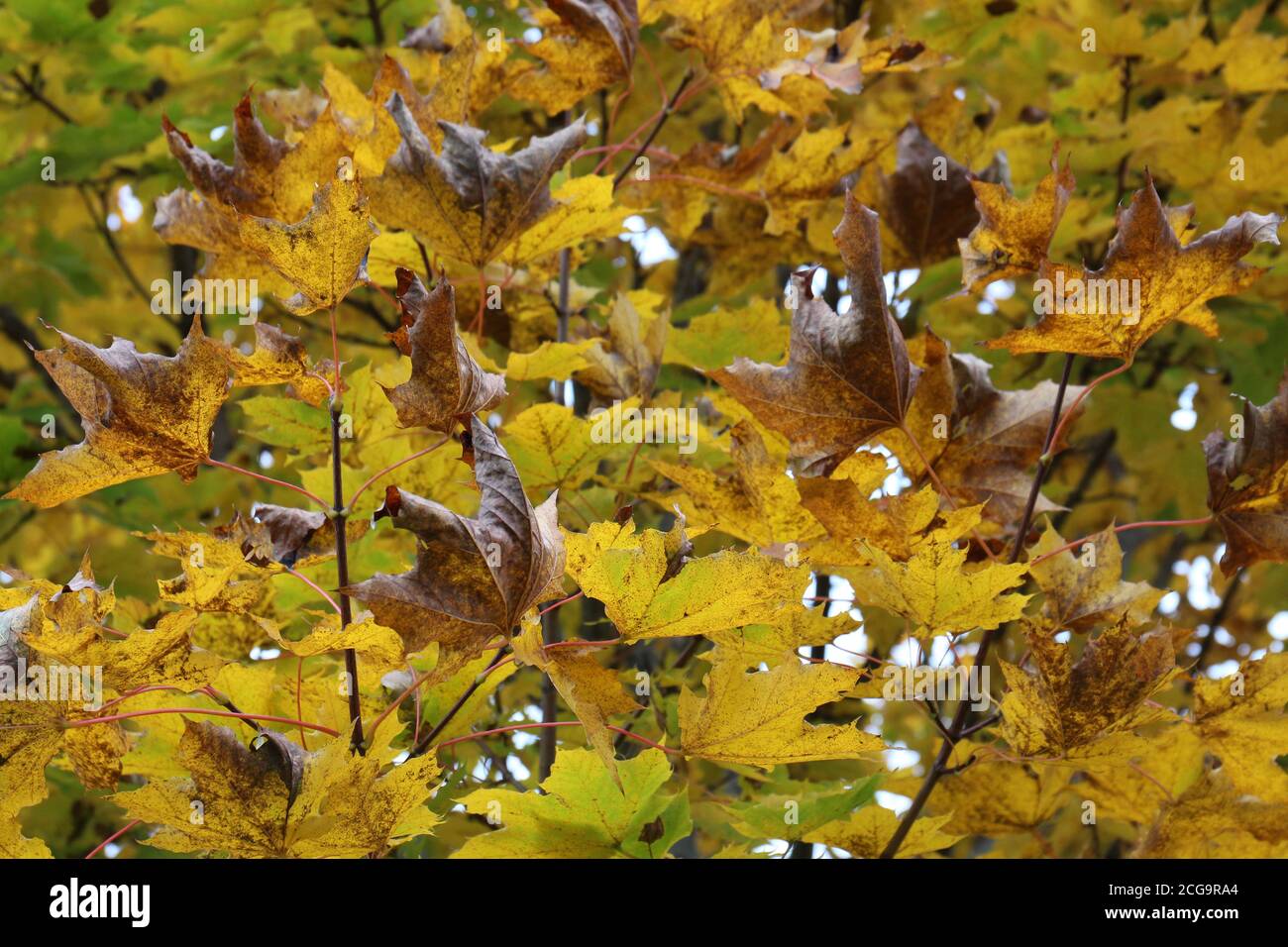 Leaves on a Maple tree turning yellow and brown in the fall in