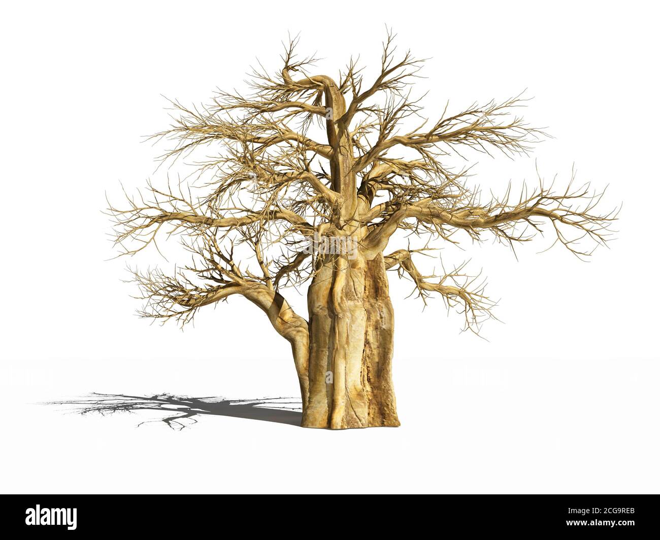 Baobab in the dry season. The dry baobab with its shadow is on white surface. Isolated. 3D Illustration Stock Photo