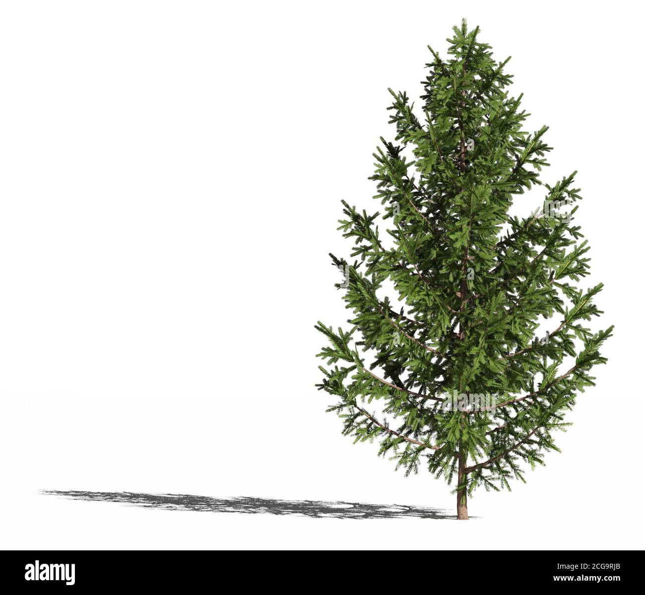 European spruce. Picea abies or european spruce or Norway spruce isolated on white surface with shadow. 3D Illustration Stock Photo