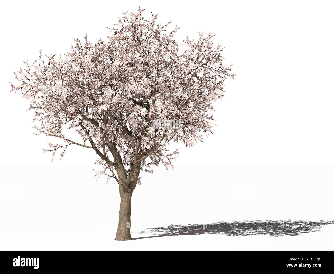 Apricot tree prunus armeniaca flowering Cut Out Stock Images & Pictures