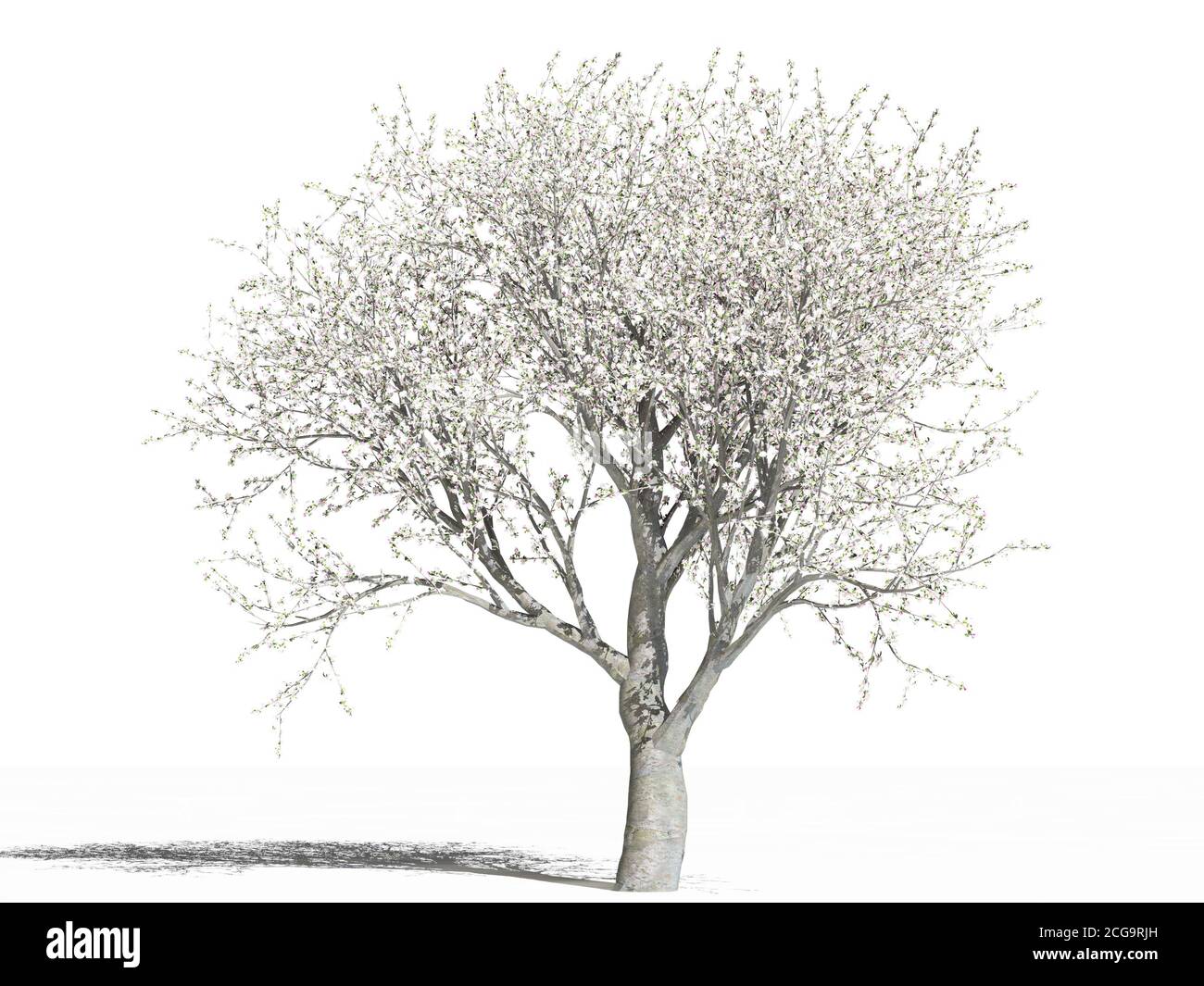 Blooming apple tree (Malus domestica). Blooming apple tree on a white surface. Isolated. 3D Illustration Stock Photo