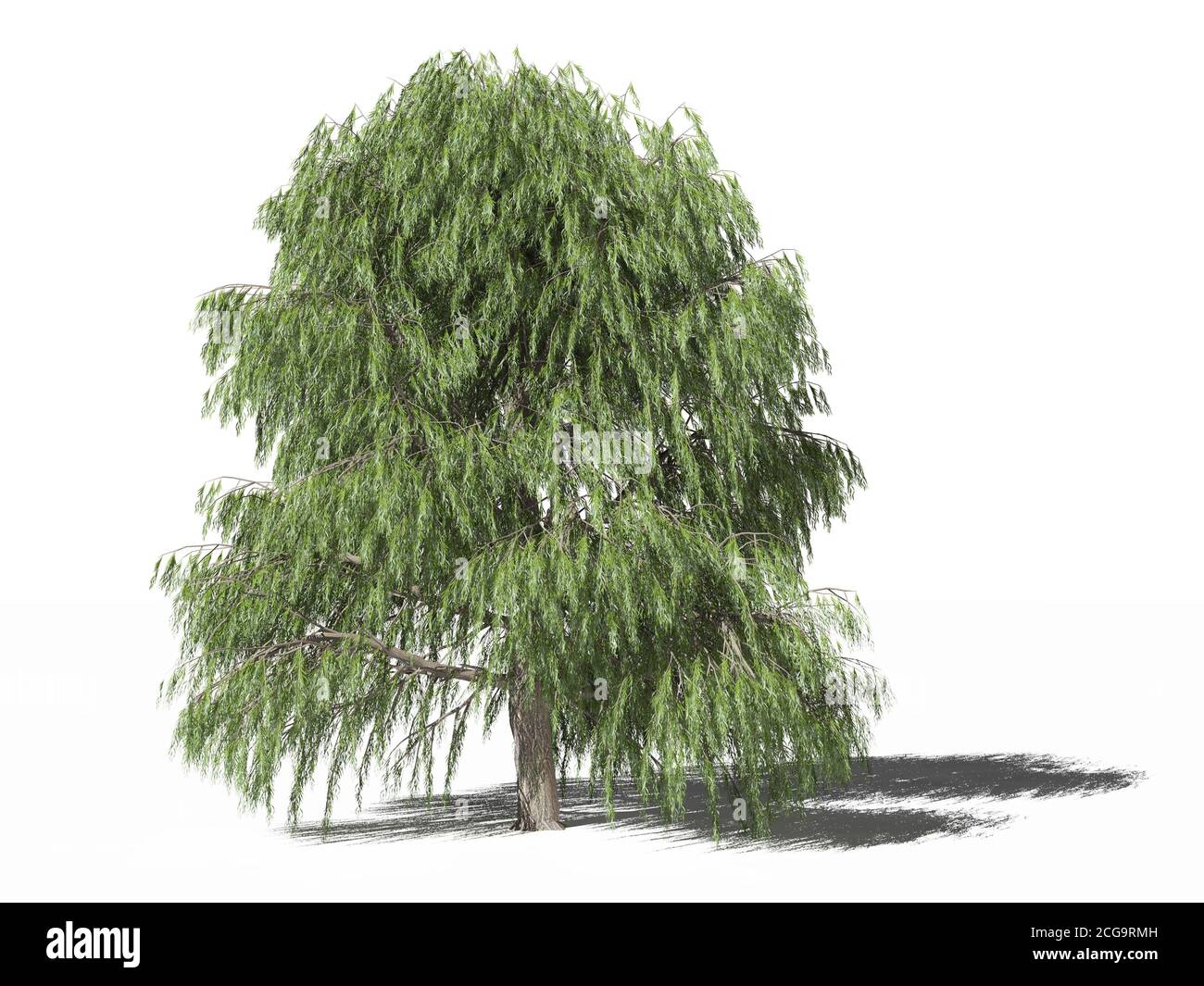 Weeping willow tree. One tree species of salix babylonica (babylon willow or weeping willow) in summer isolated on white surface. 3D Illustration Stock Photo
