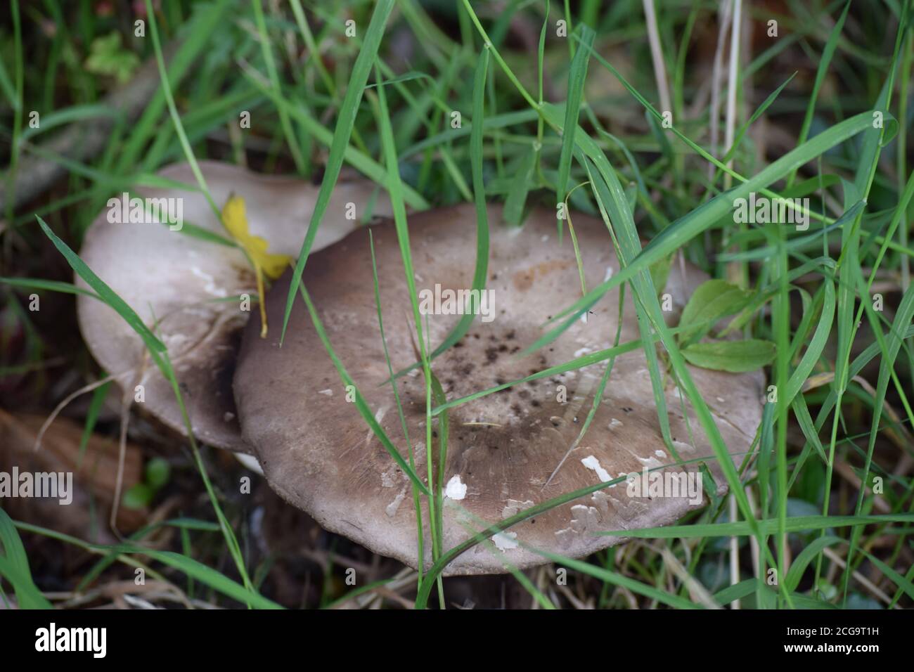 Wild mushrooms in an Irish Country garden Stock Photo Alamy