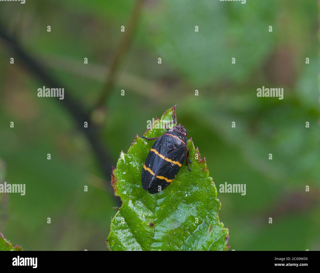 two-lined spittle bug Stock Photo