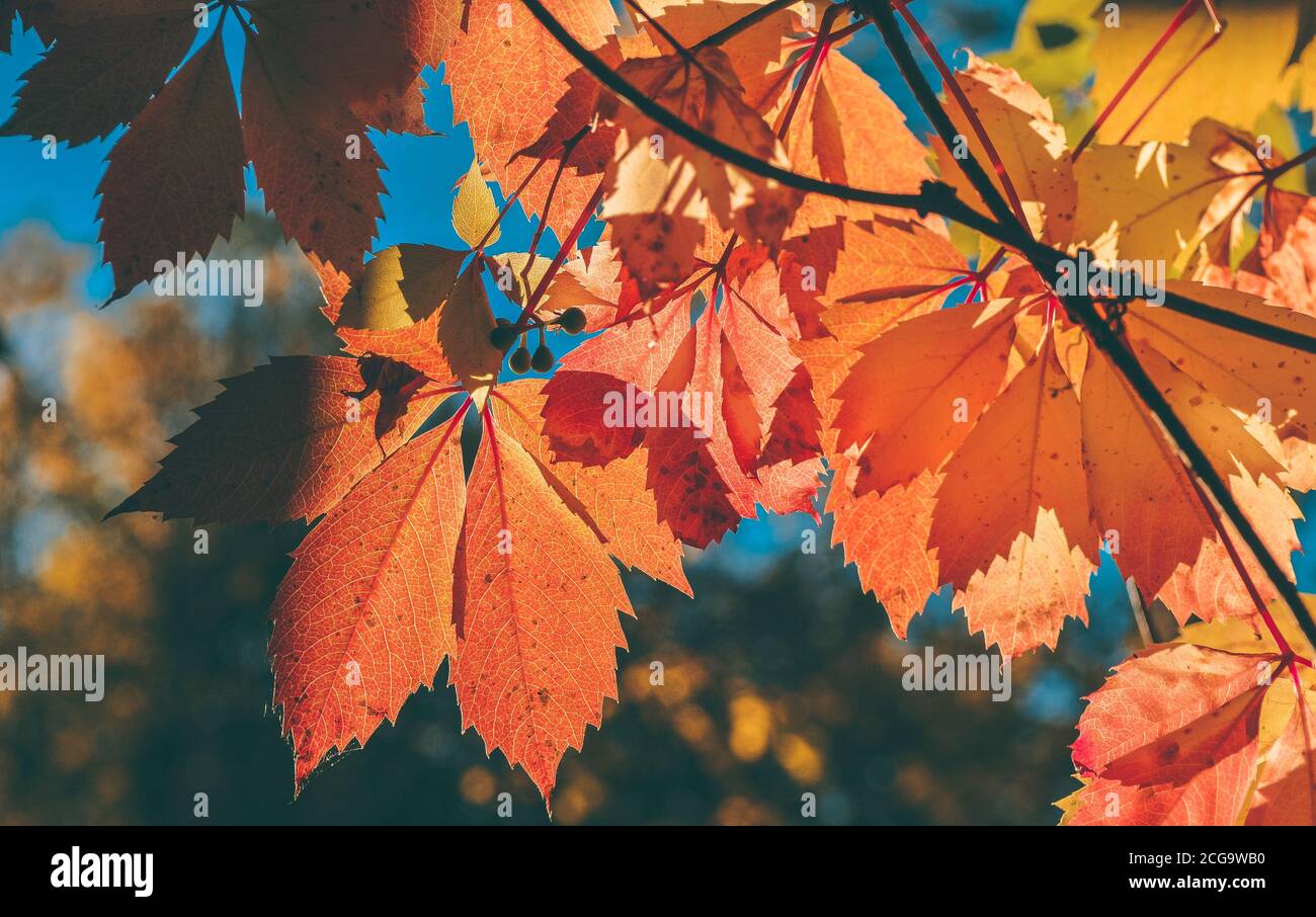 Red golden autumn leaves in the sun Stock Photo - Alamy