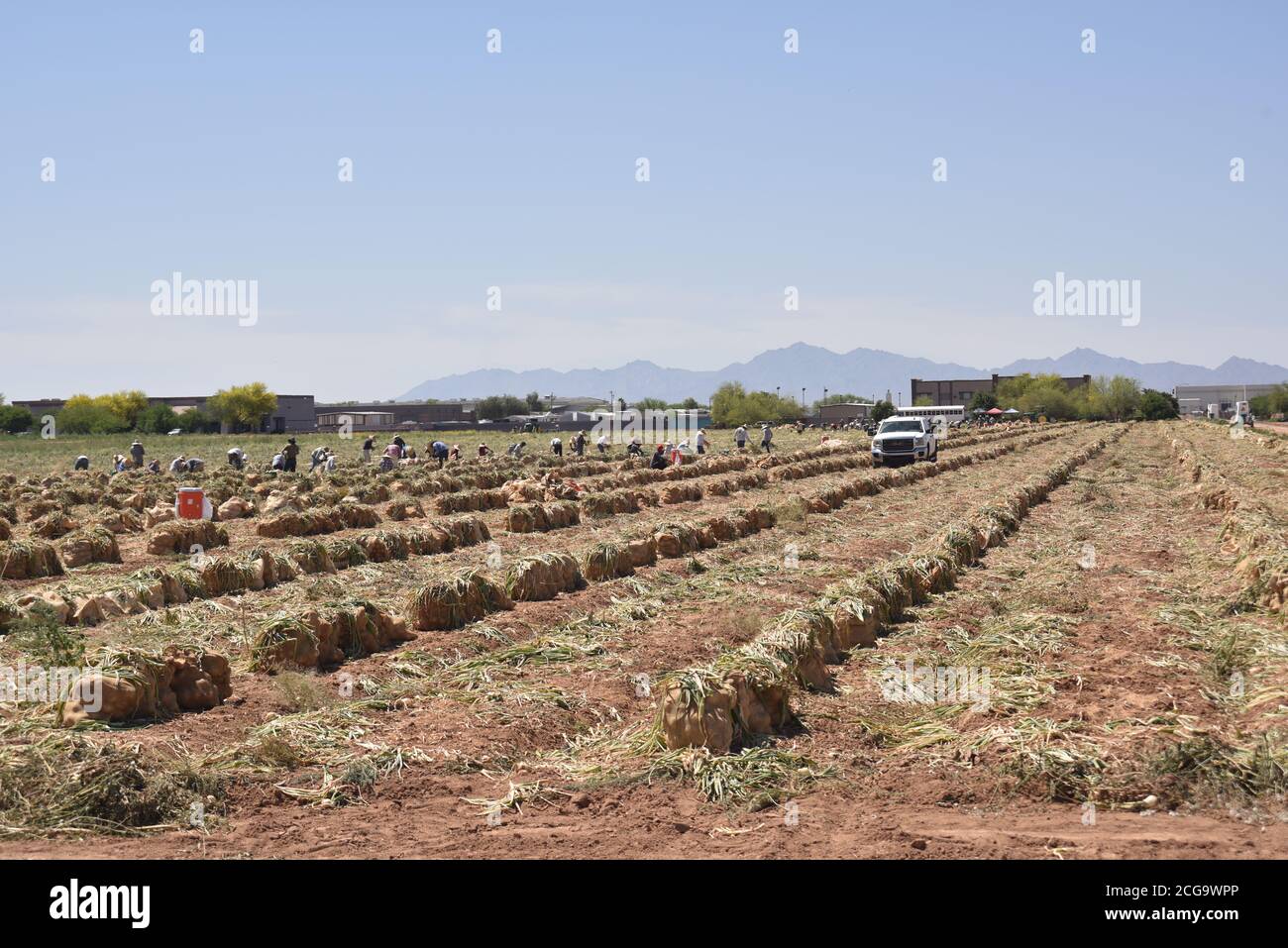 Tolleson, AZ. U.S.A., May 2020. Rousseau Farming Company crew