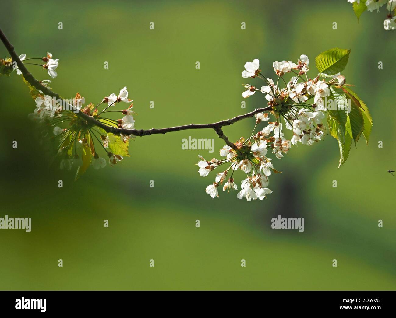 Small white flowers of Spring blossom of Ornamental Cherry tree (Prunus species) contrast with soft green background and fresh foliage England, UK Stock Photo
