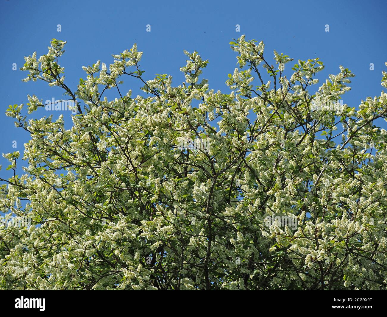 massed panicles of profuse white, sweet-scented blossom of European Bird Cherry (Prunus padus) make green & white spectacle in Cumbria, England, UK Stock Photo
