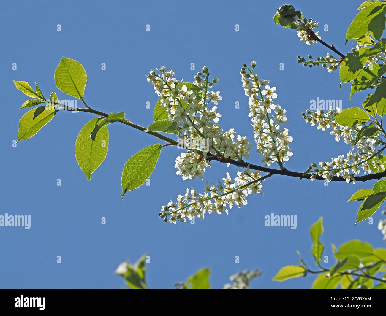 green leaves & panicles of white, scented blossom of European Bird Cherry (Prunus padus) backlit against clear blue Spring sky in Cumbria, England, UK Stock Photo