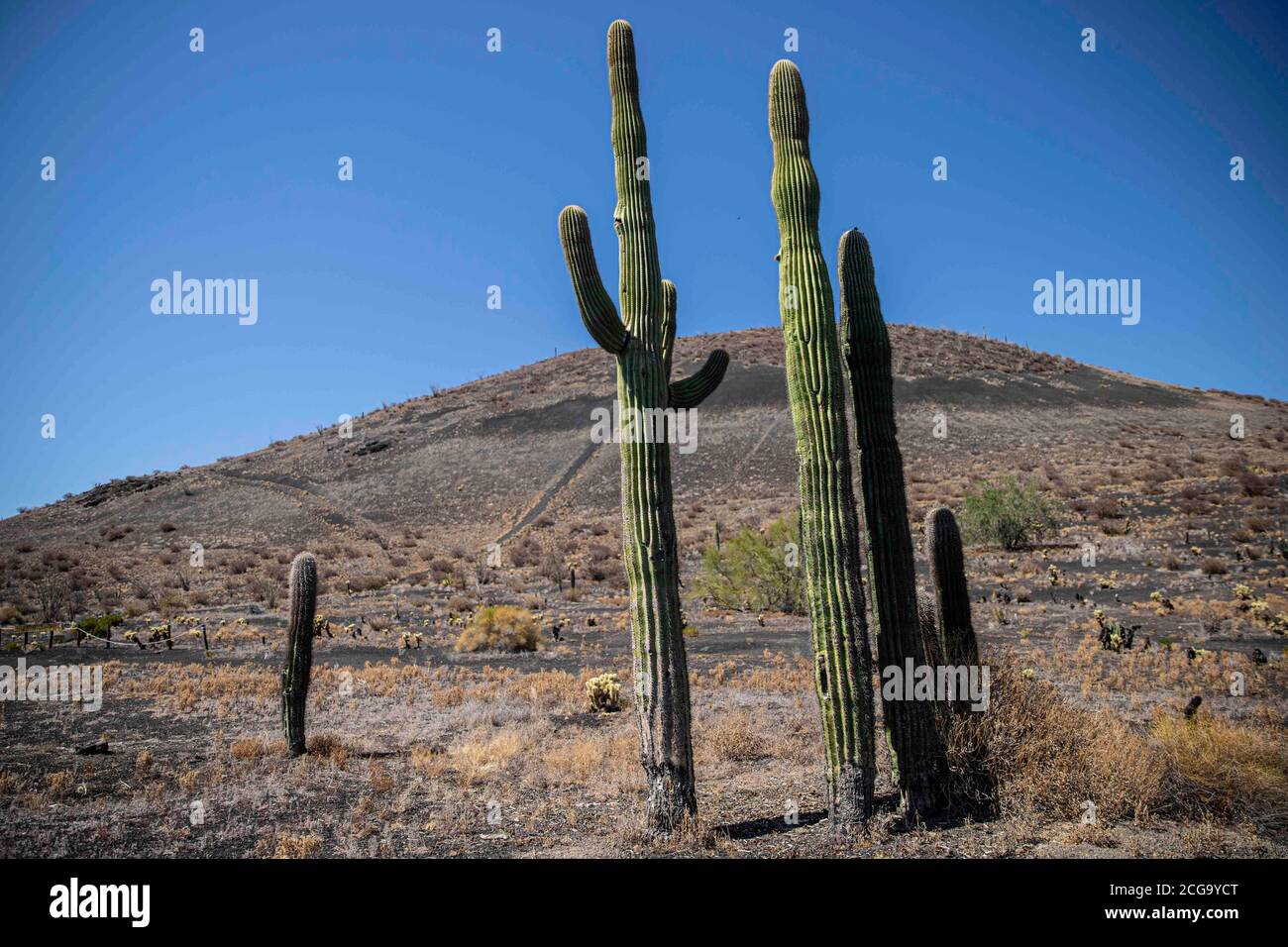 Cactus gigante mexicano, Pachycereus pringlei, cardón gigante mexicano o cactus elefante, especie de cactus nativa del noroeste de México en los estad Stock Photo
