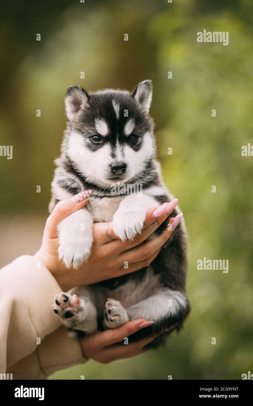 Buy week old siberian husky Best Sale