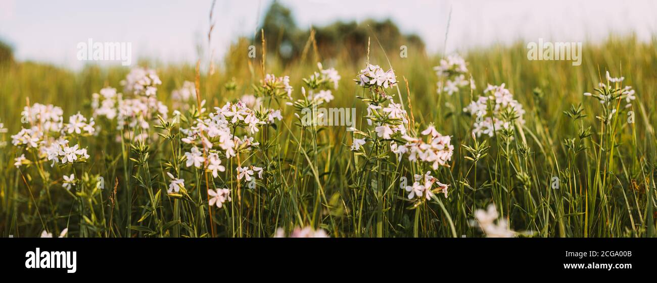 Panoramic View Of Pink Flowers Of Saponaria Officinalis On Field In Summer Day Stock Photo