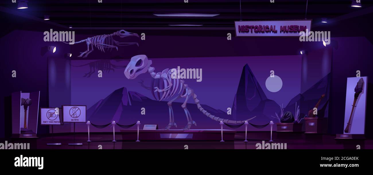 Historical museum with dinosaur skeleton and archeological exhibits at night. Vector cartoon interior of empty dark room of exhibition with prehistoric animals and primitive tools of caveman Stock Vector