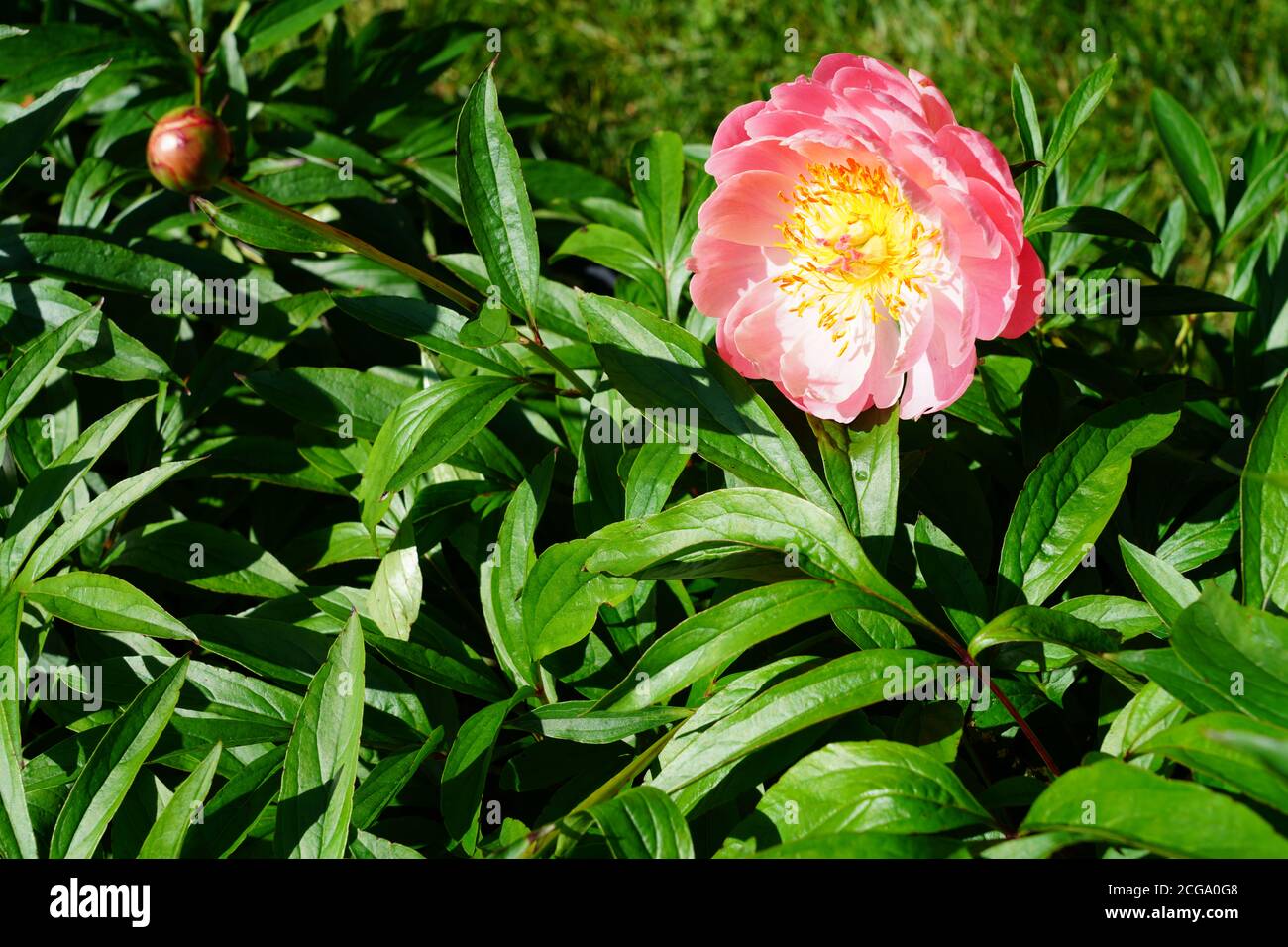 Coral  orange pink peony flower in bloom Stock Photo