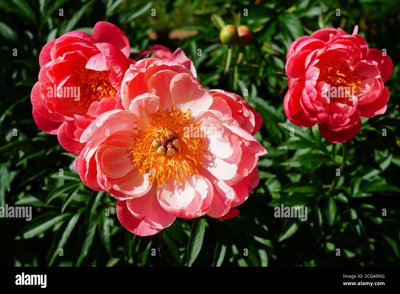 Coral  orange pink peony flower in bloom Stock Photo