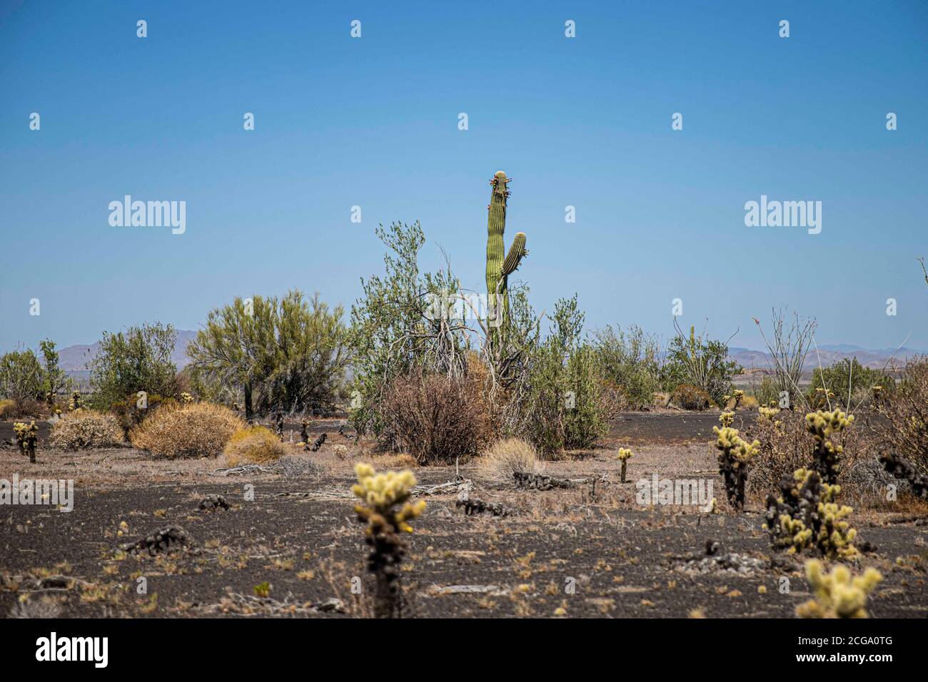 Cactus gigante mexicano, Pachycereus pringlei, cardón gigante mexicano o cactus elefante, especie de cactus nativa del noroeste de México en los estados de Baja California, Baja California Sur y Sonora. Desierto de Sonora en la sierra de la Reserva de la Biosfera El Pinacate y gran desierto de Altar en Sonora, Mexico. Patrimonio de la Humanidad por la UNESCO. Ecosistema tipico entre la frontera del desierto de Arizona  y Sonora. plantas y vegetacion escasa del desierto. Arido, seco, sequia. Se le conoce comúnmente como cardón, un nombre derivado de la palabra española cardo, que significa 'car Stock Photo