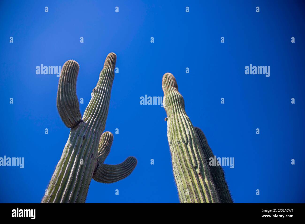Cactus gigante mexicano, Pachycereus pringlei, cardón gigante mexicano o cactus elefante, especie de cactus nativa del noroeste de México en los estados de Baja California, Baja California Sur y Sonora. Desierto de Sonora en la sierra de la Reserva de la Biosfera El Pinacate y gran desierto de Altar en Sonora, Mexico. Patrimonio de la Humanidad por la UNESCO. Ecosistema tipico entre la frontera del desierto de Arizona  y Sonora. plantas y vegetacion escasa del desierto. Arido, seco, sequia. Se le conoce comúnmente como cardón, un nombre derivado de la palabra española cardo, que significa 'car Stock Photo