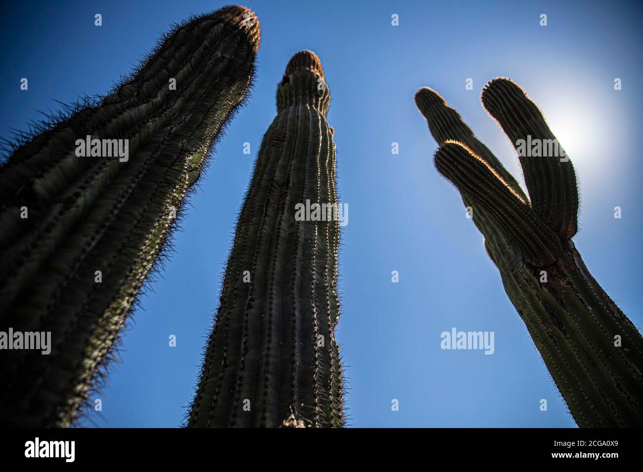 Cactus gigante mexicano, Pachycereus pringlei, cardón gigante mexicano o cactus elefante, especie de cactus nativa del noroeste de México en los estados de Baja California, Baja California Sur y Sonora. Desierto de Sonora en la sierra de la Reserva de la Biosfera El Pinacate y gran desierto de Altar en Sonora, Mexico. Patrimonio de la Humanidad por la UNESCO. Ecosistema tipico entre la frontera del desierto de Arizona  y Sonora. plantas y vegetacion escasa del desierto. Arido, seco, sequia. Se le conoce comúnmente como cardón, un nombre derivado de la palabra española cardo, que significa 'car Stock Photo