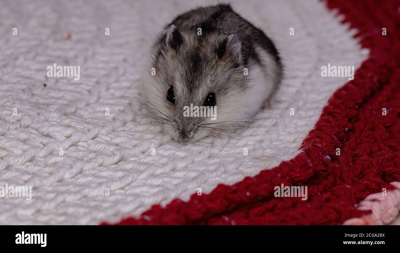 Campbell's dwarf hamster of the species Phodopus campbelli Stock Photo ...