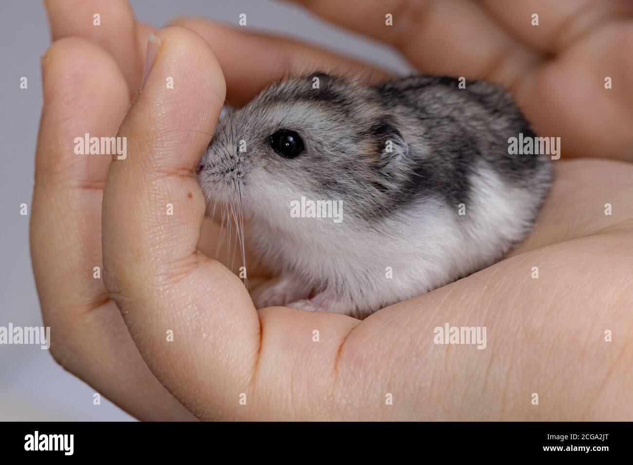 Campbell's dwarf hamster of the species Phodopus campbelli Stock Photo