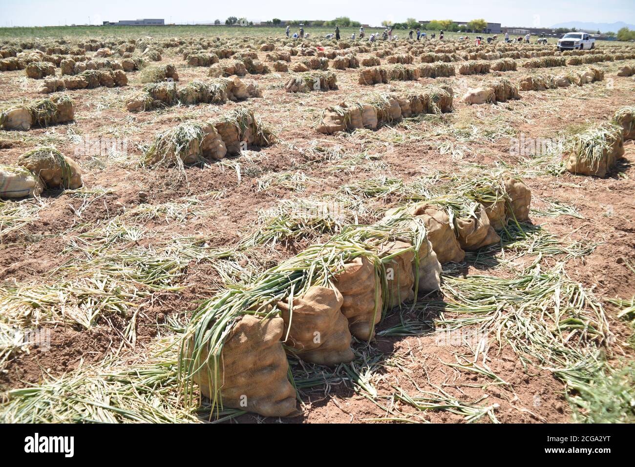 Tolleson, AZ. U.S.A., May 2020. Rousseau Farming Company crew