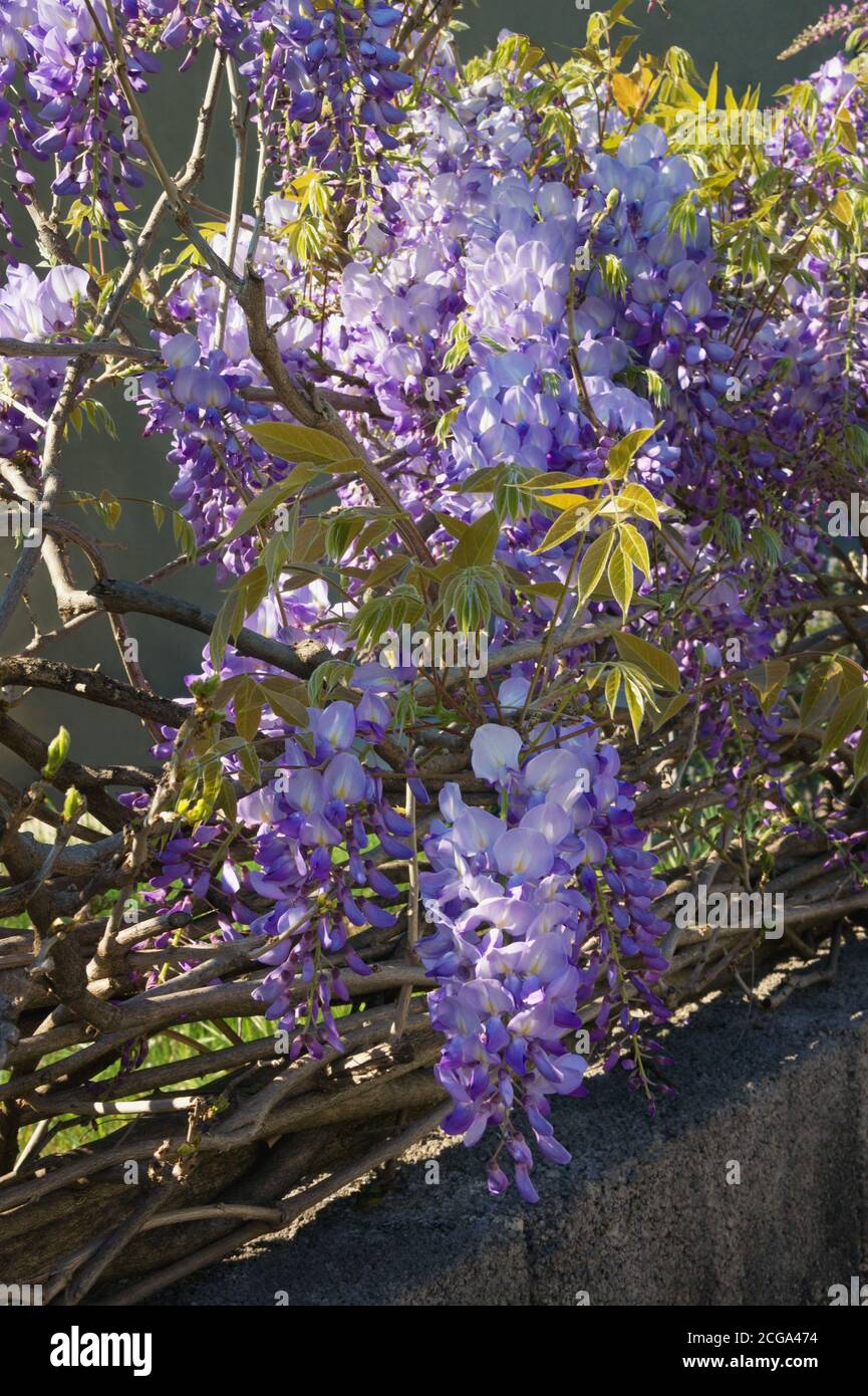 Spring flowers. Blooming wisteria vine in Mediterranean garden Stock Photo