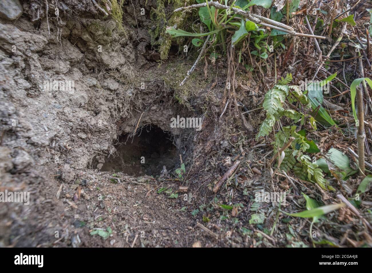 Rabbit hole in Cornish hedgerow. Metaphor Down the Rabbit Hole, conspiracy theories, animal burrows, entering the unknown, rabbit run, safe haven. Stock Photo