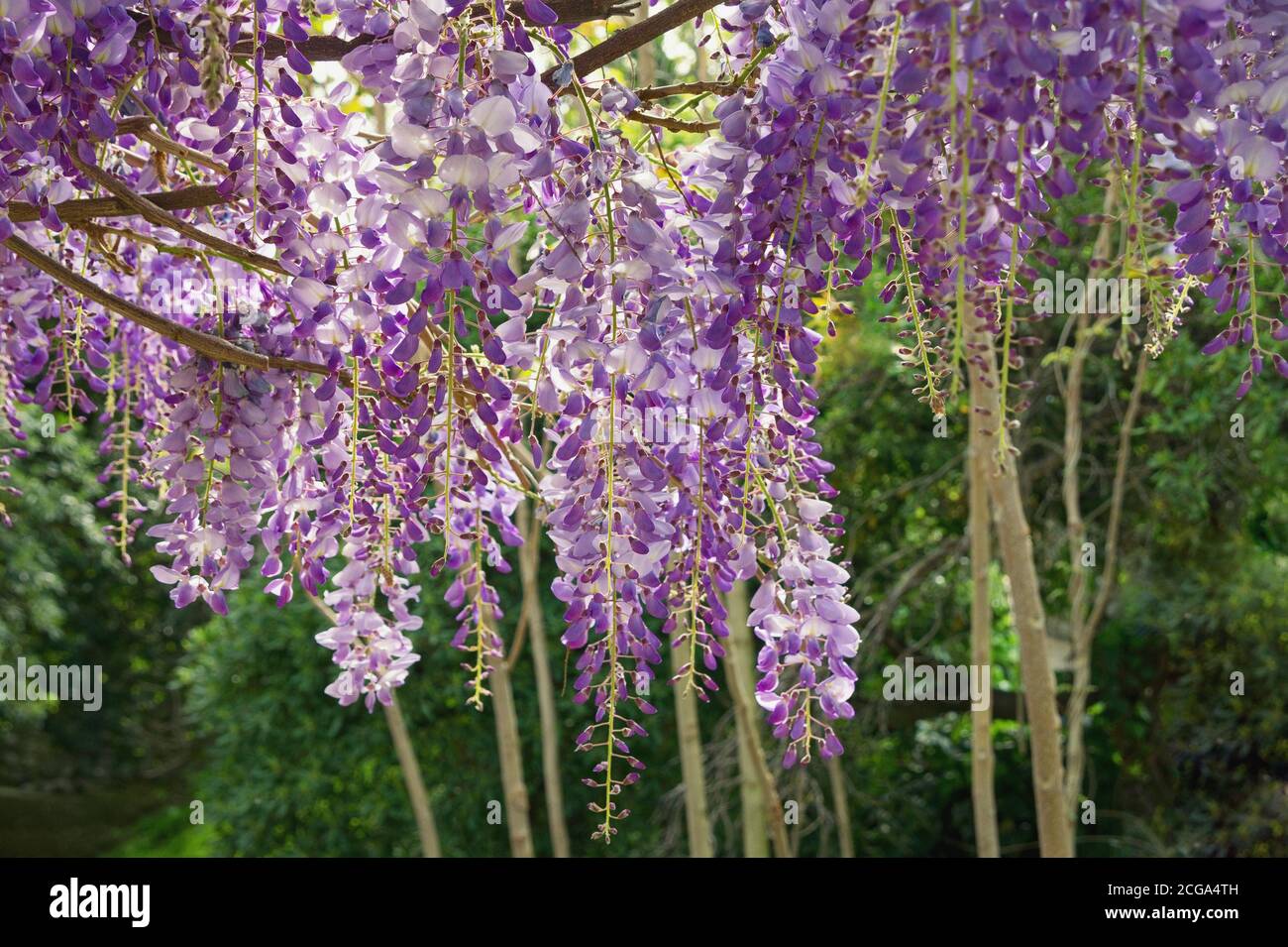 Spring flowers. Beautiful wisteria vine in bloom Stock Photo Alamy