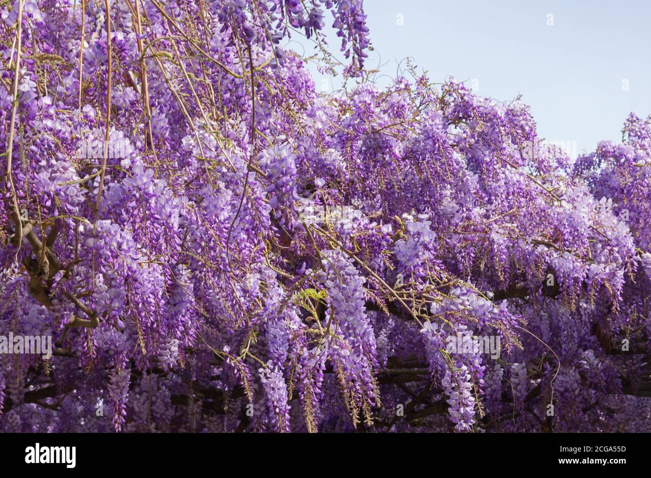 Spring flowers. Blooming wisteria vine in Mediterranean garden Stock