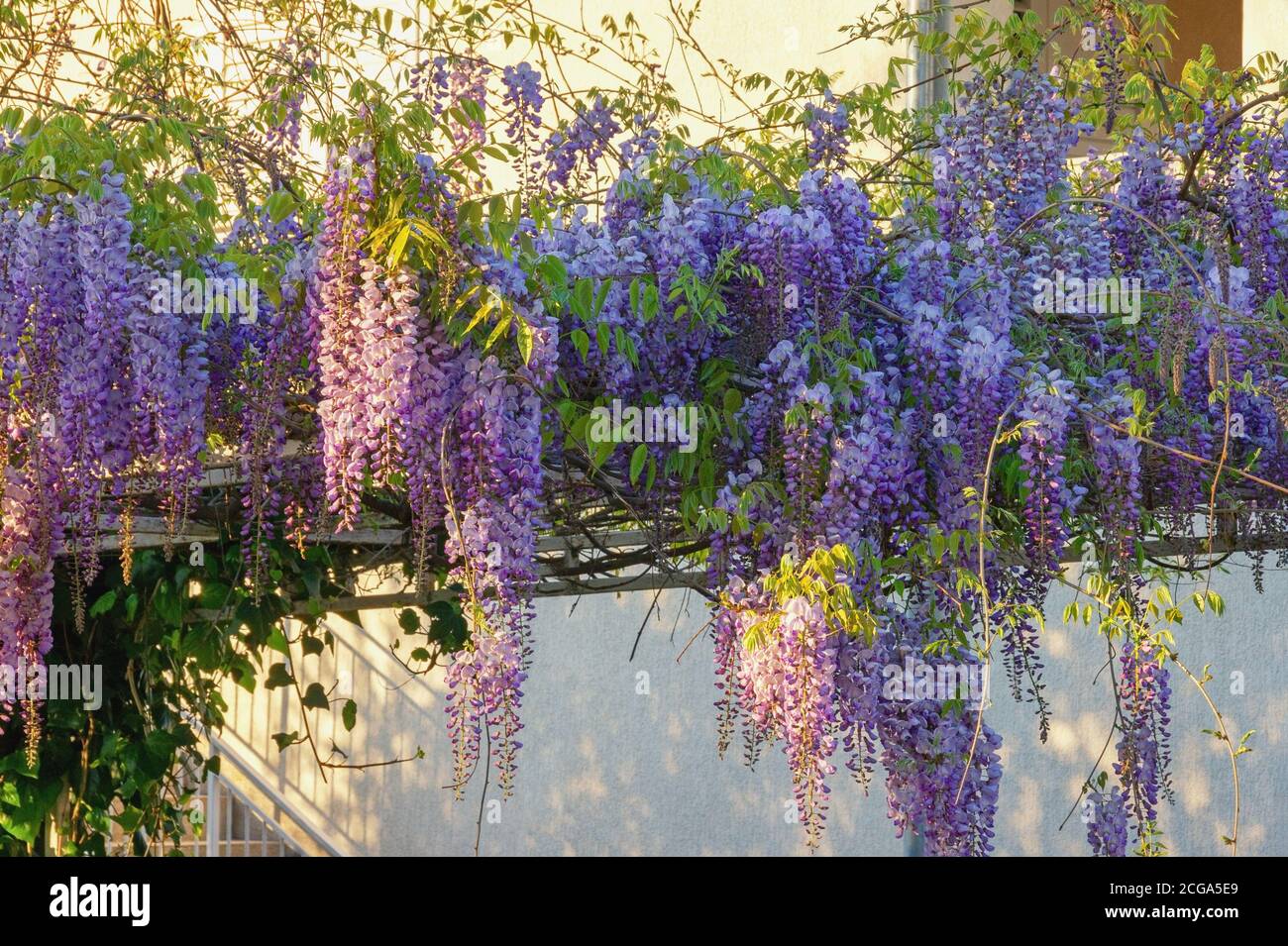 Beautiful spring flowers. Wisteria vine blooms in the Mediterranean