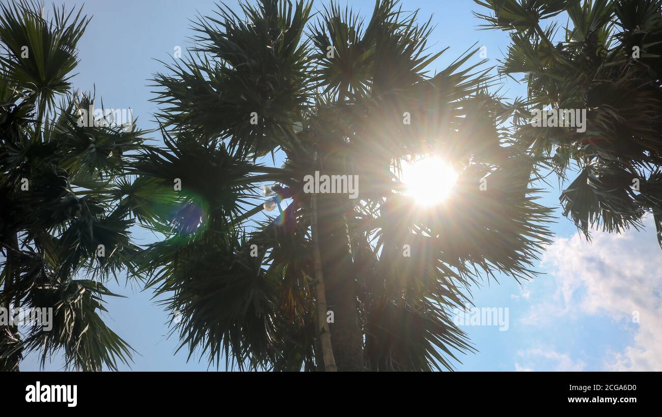 The nature of Bengal! Collect the juice from the palm tree in the hot afternoon. The play of the sun in the gap of the palm tree. Stock Photo