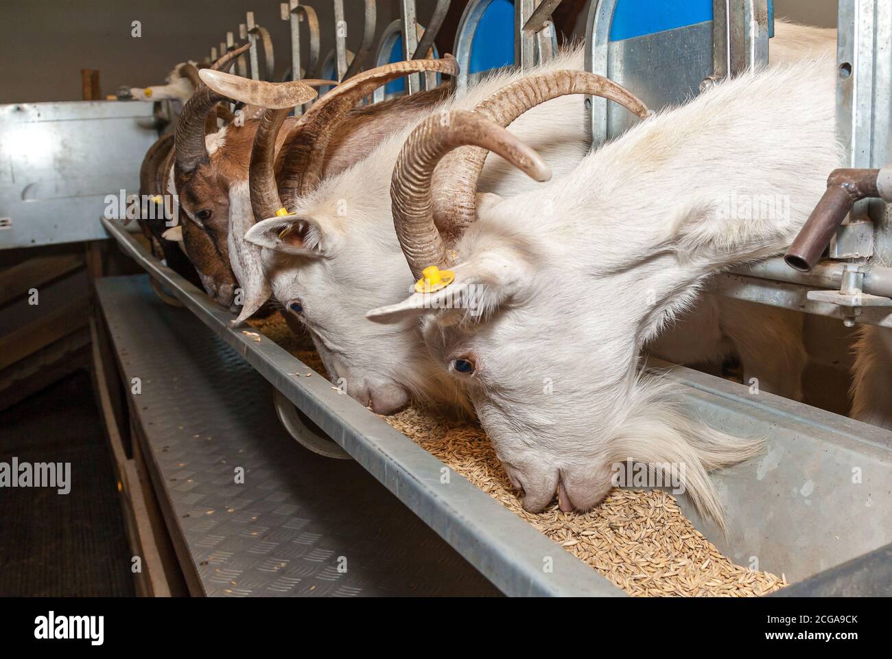 Goat paddock in an ecofarm, goats eat grain. Eco farm for the