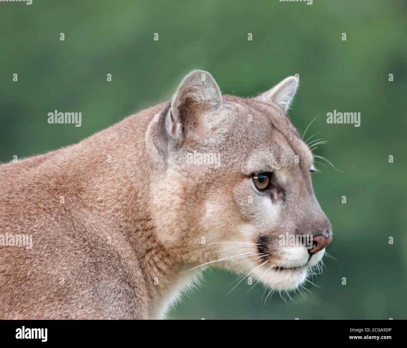 Cougar head hi-res stock photography and images - Alamy