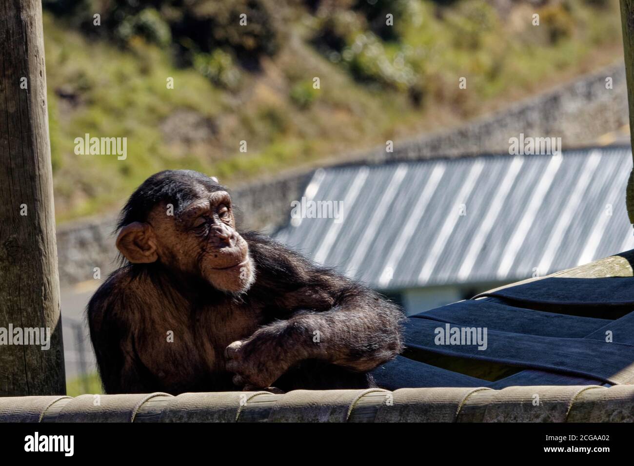 The chimpanzee (Pan troglodytes), also known as the common chimpanzee, robust chimpanzee, or simply chimp, is a species of great ape. Stock Photo