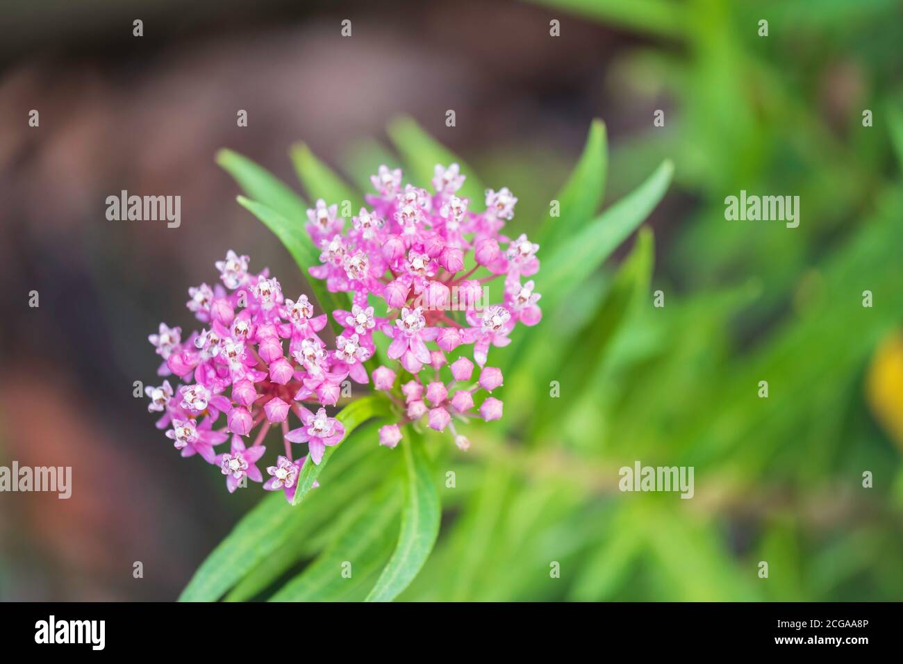 Milkweed, Asclepias, 'Cinderella'  in bloom. Often called Swamp milkweed. Stock Photo