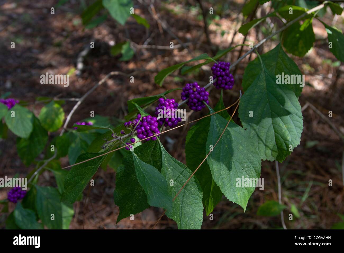 Beautyberry, Callicarpa, Florida, a natural Insect repellent Stock Photo