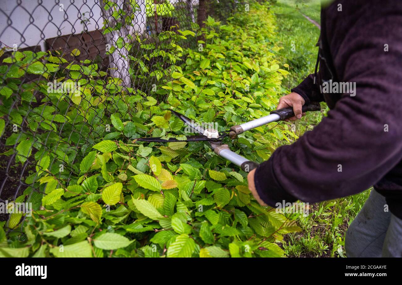 Cropped Hands Of Person Cutting Plants At Backyard. woman cutting