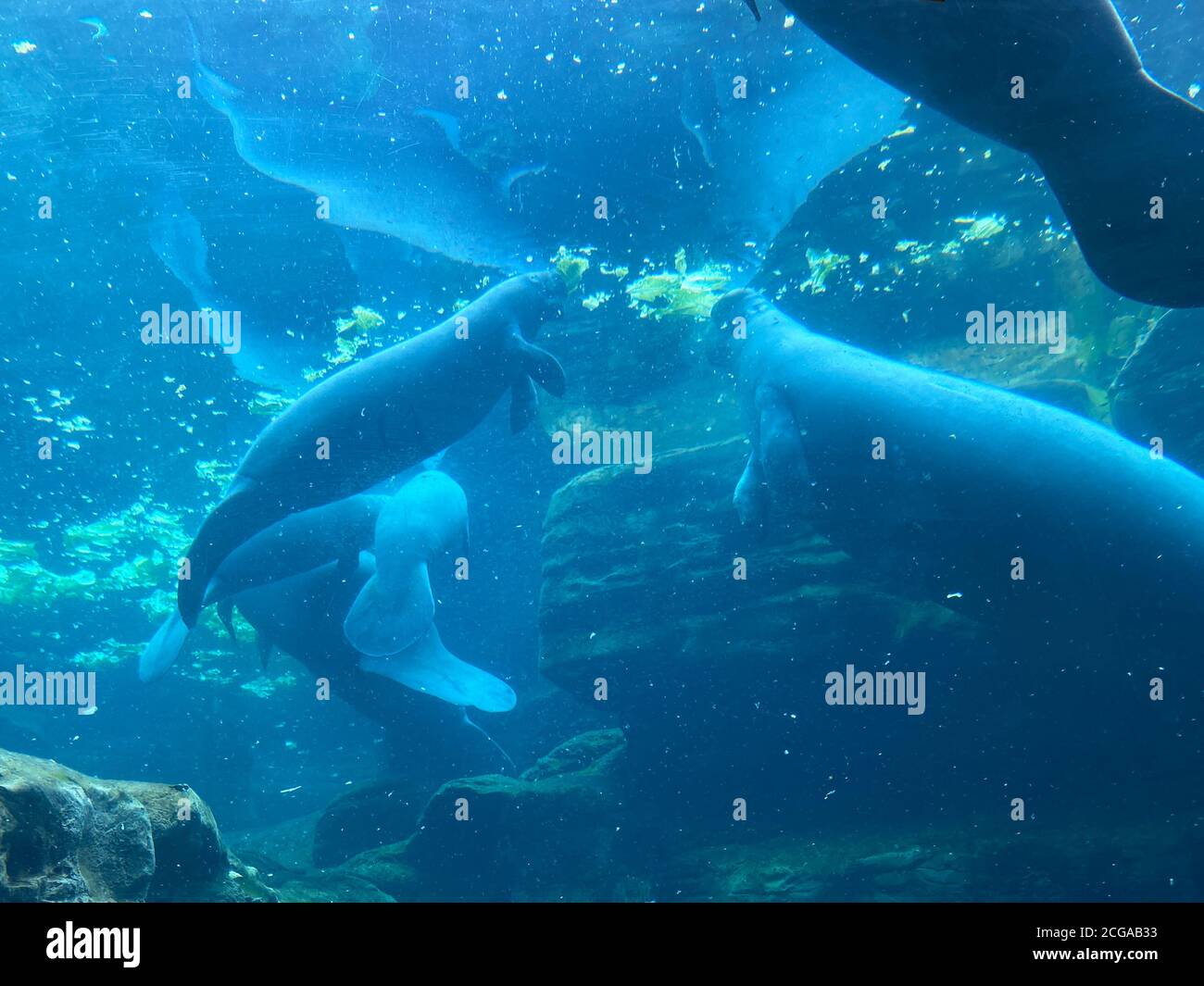 Aquarium manatee florida hires stock photography and images Alamy