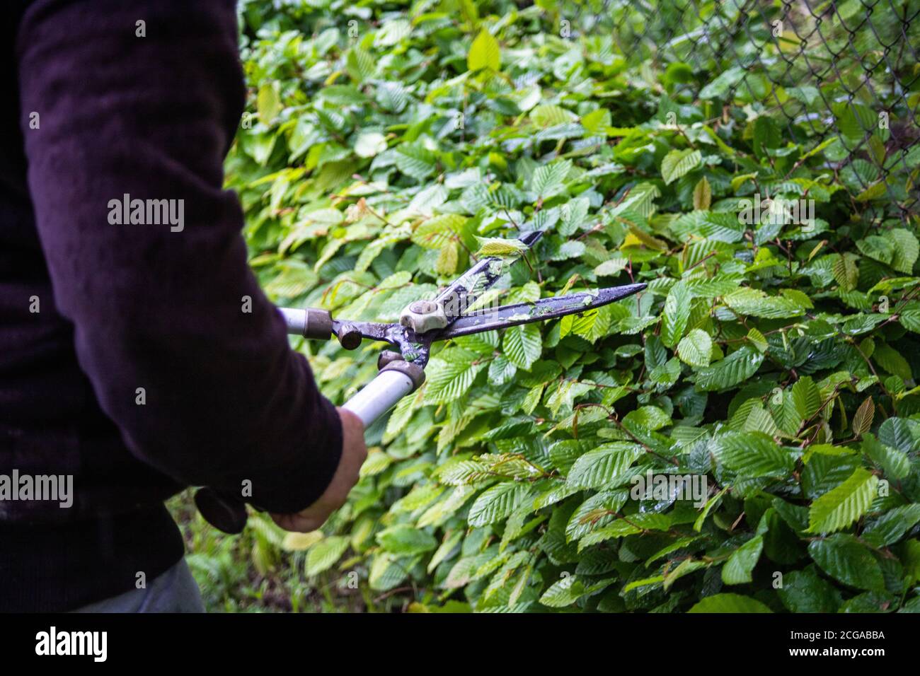 Cropped Hands Of Person Cutting Plants At Backyard. woman cutting