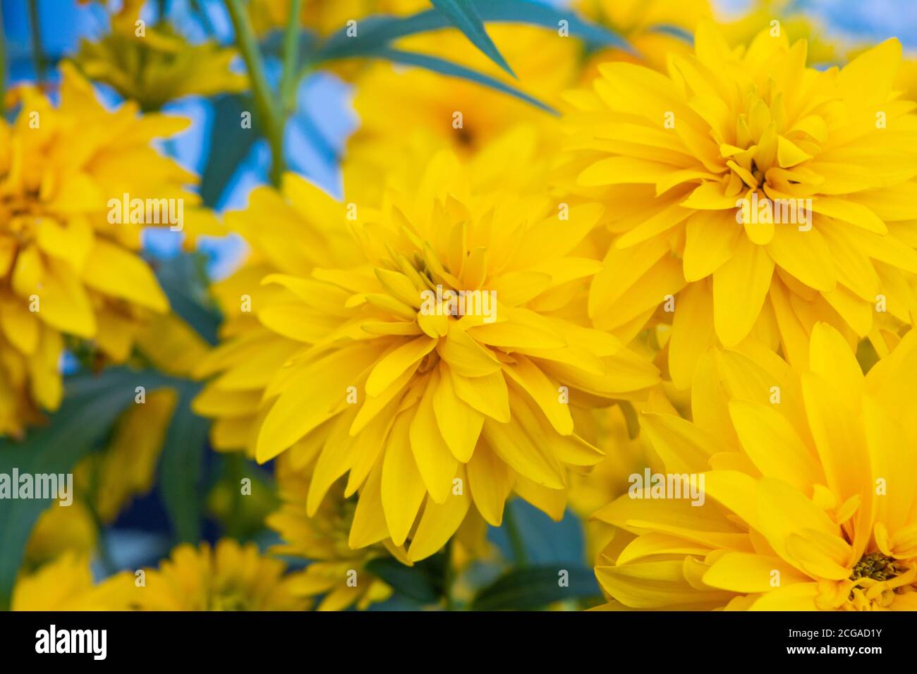 Rudbeckia Laciniata Hortensia
