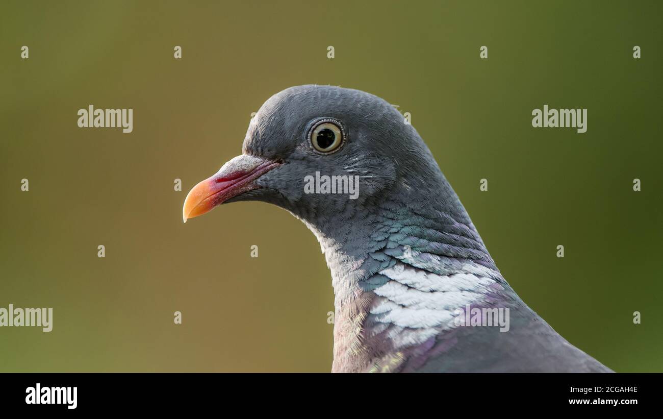 The Common Wood Pigeon’s portrait in profile (Columba palumbus) with a nice defocused background, september in Uppland, Sweden Stock Photo