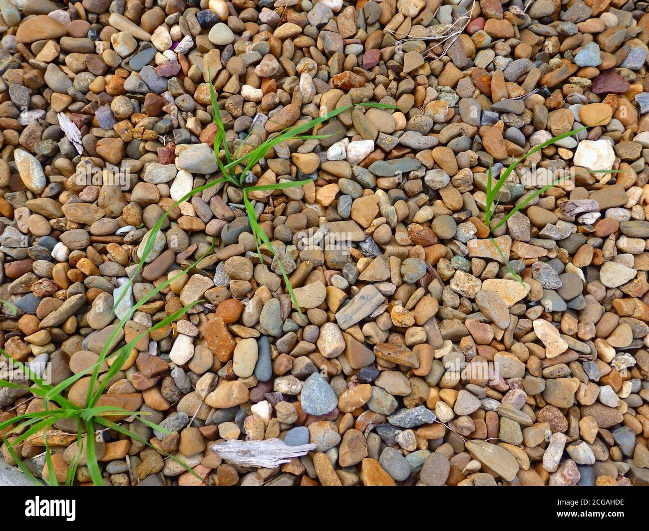 Weeds in australia hi-res stock photography and images - Alamy