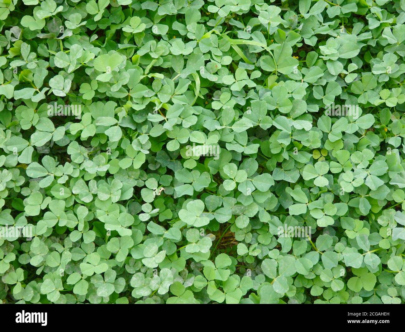 Clover lawn weed, Queensland, Australia Stock Photo