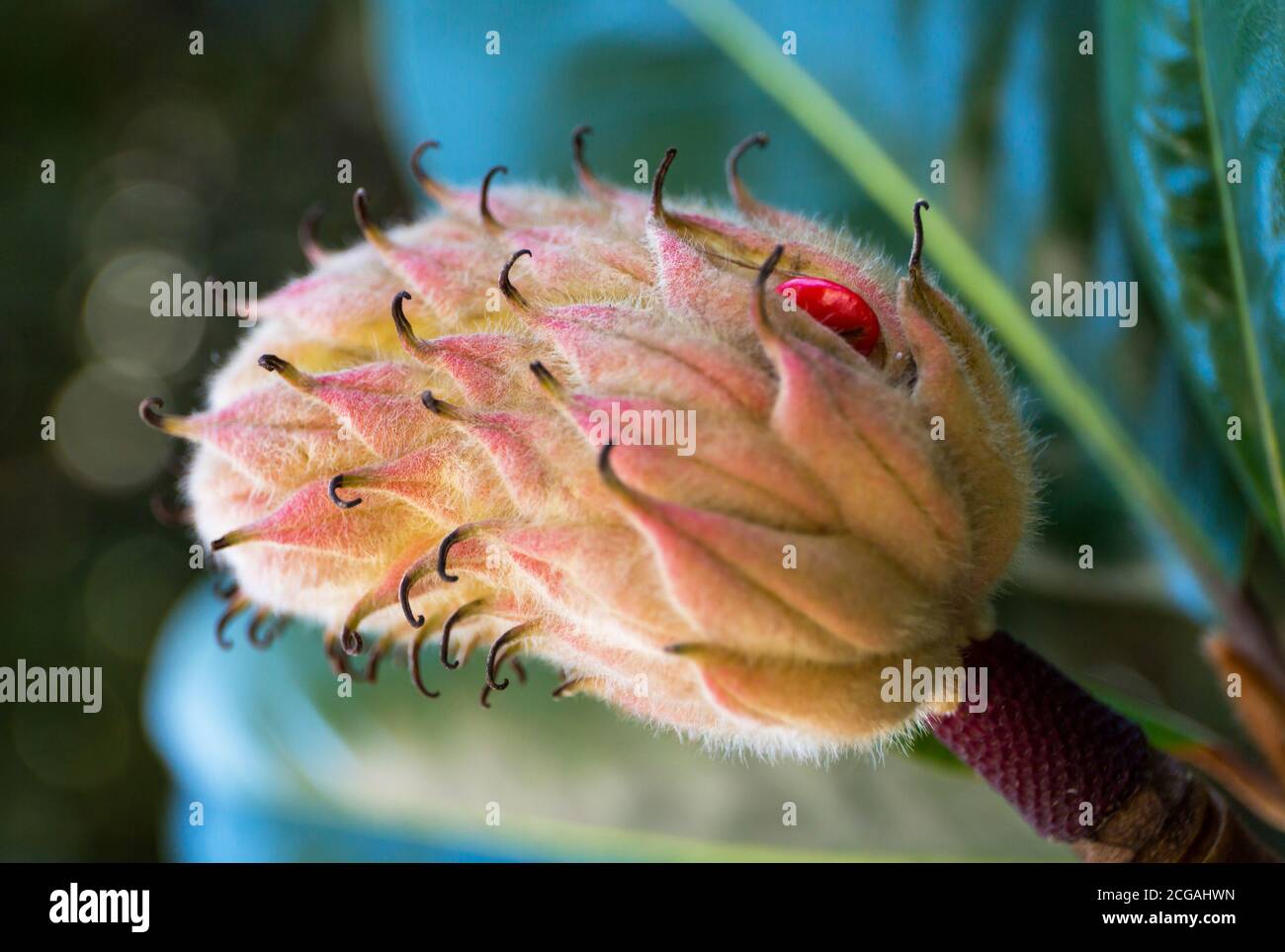 Magnolia seed pod hires stock photography and images Alamy